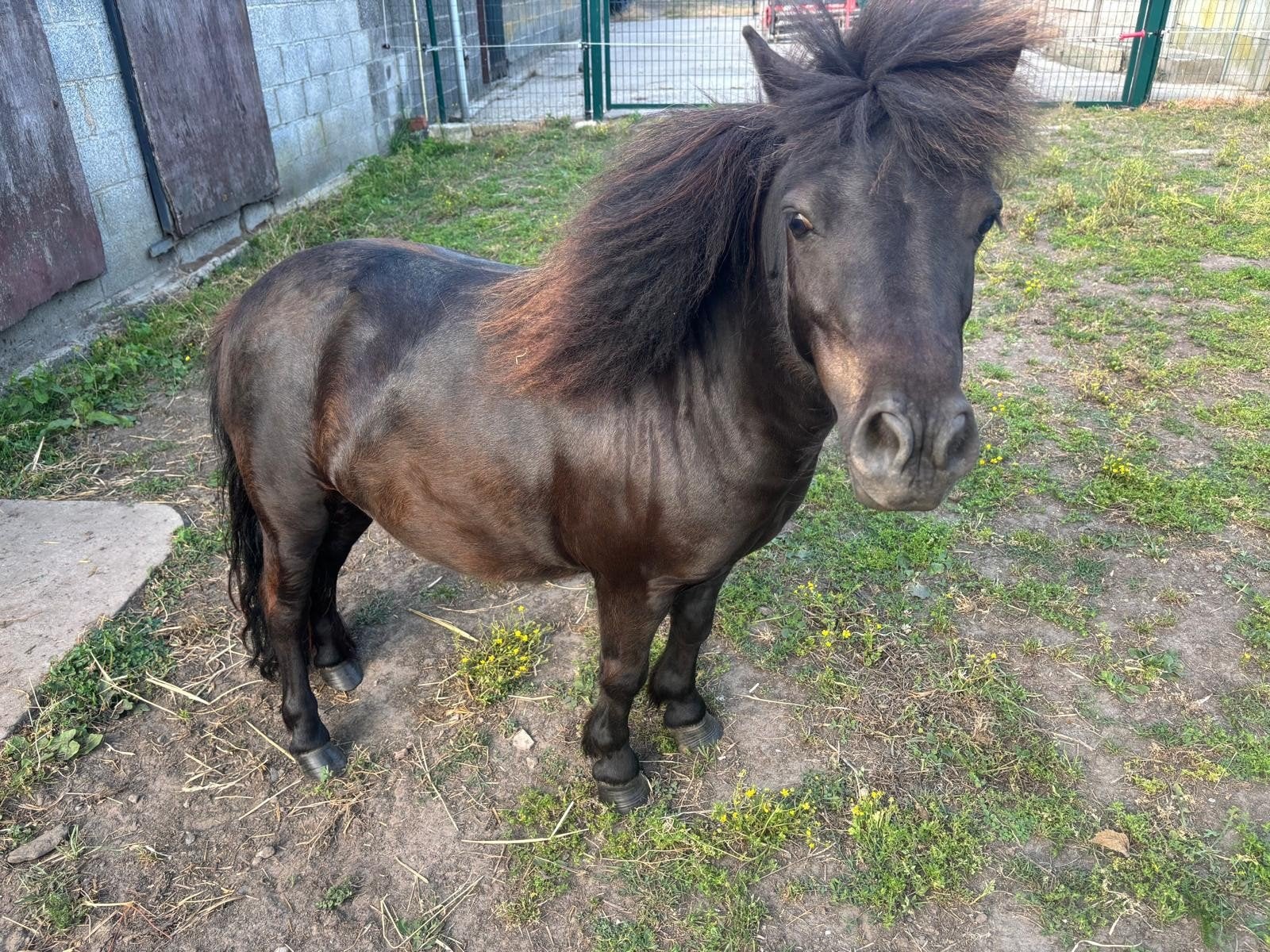 mimipaardtje