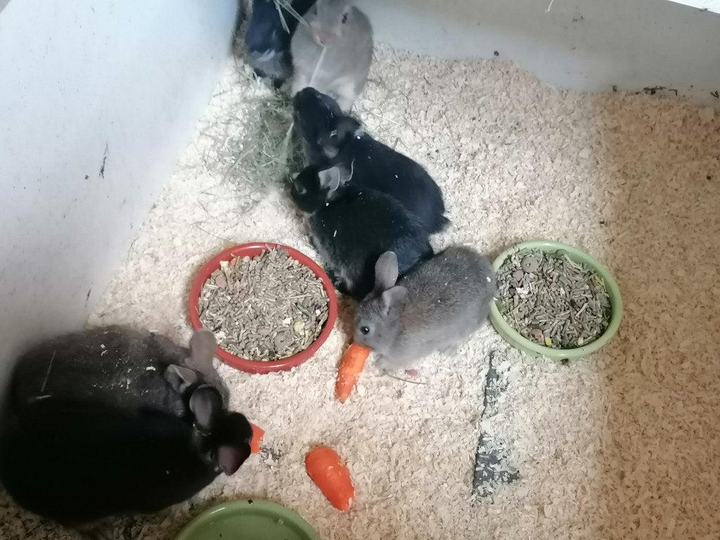 Lieve konijntjes te koop, Dieren en Toebehoren, Konijnen, Meerdere dieren, Dwerg, 0 tot 2 jaar