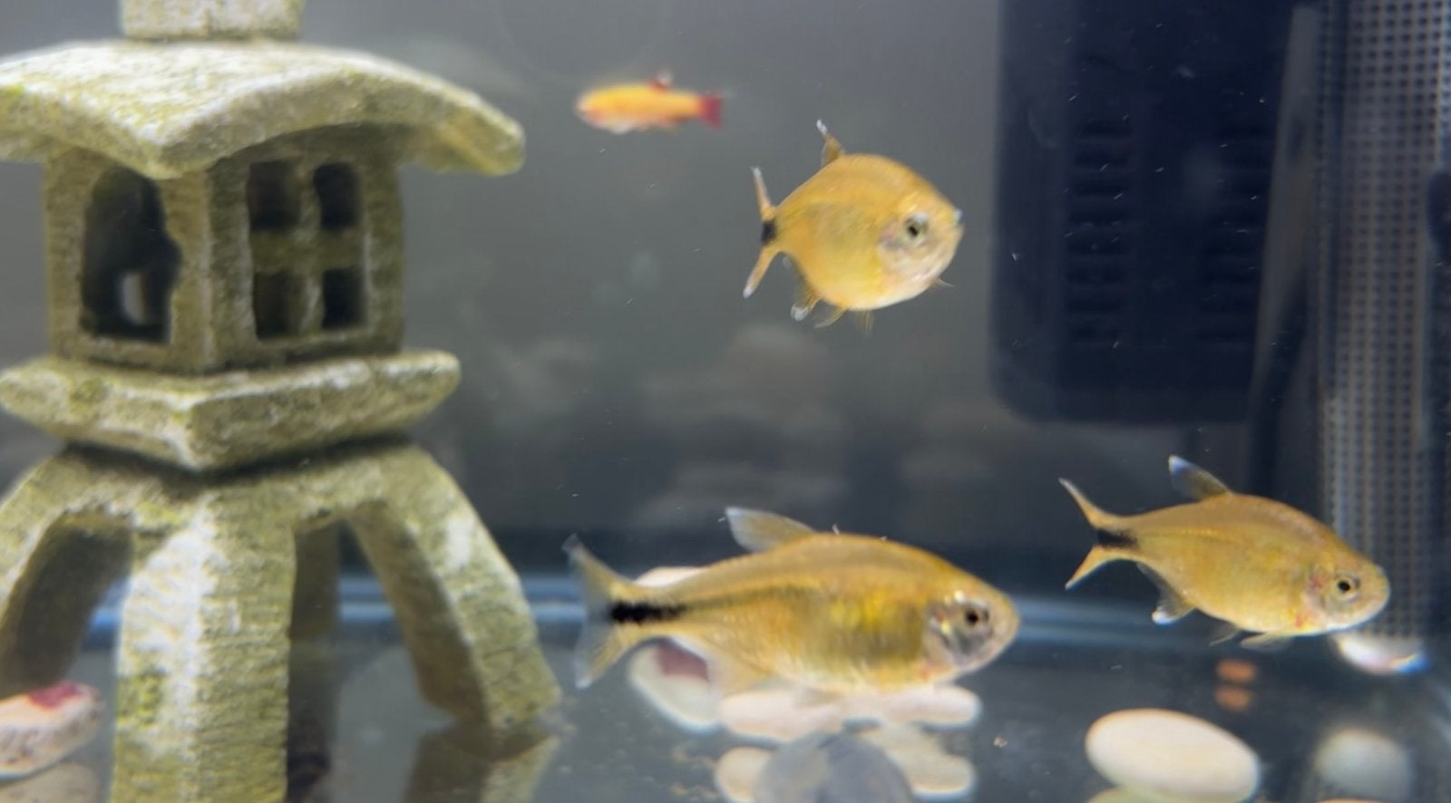 7x Gouden Tetra (Hemigrammus rodwayi), Dieren en Toebehoren, Vissen | Aquariumvissen, Vis, Zoetwatervis, Schoolvis