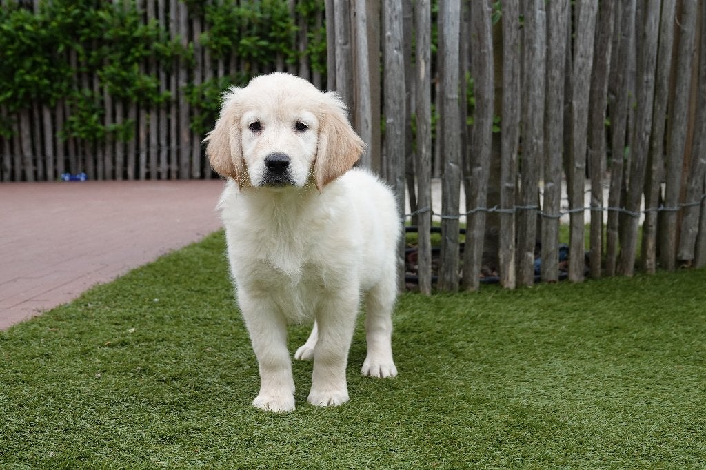 Beaux chiots Golden Retriever, avec pedigree, Golden retriever, Plusieurs, Hépatite contagieuse (maladie de Rubarth), Belgique
