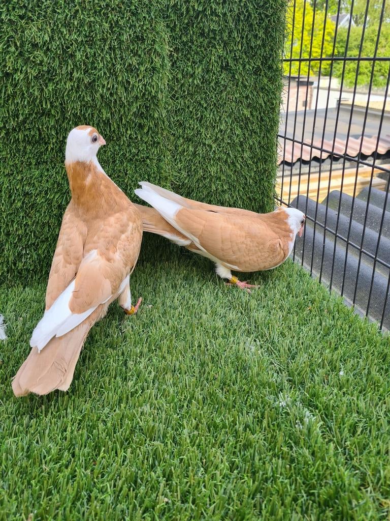 Duvan, Dieren en Toebehoren, Vogels | Duiven