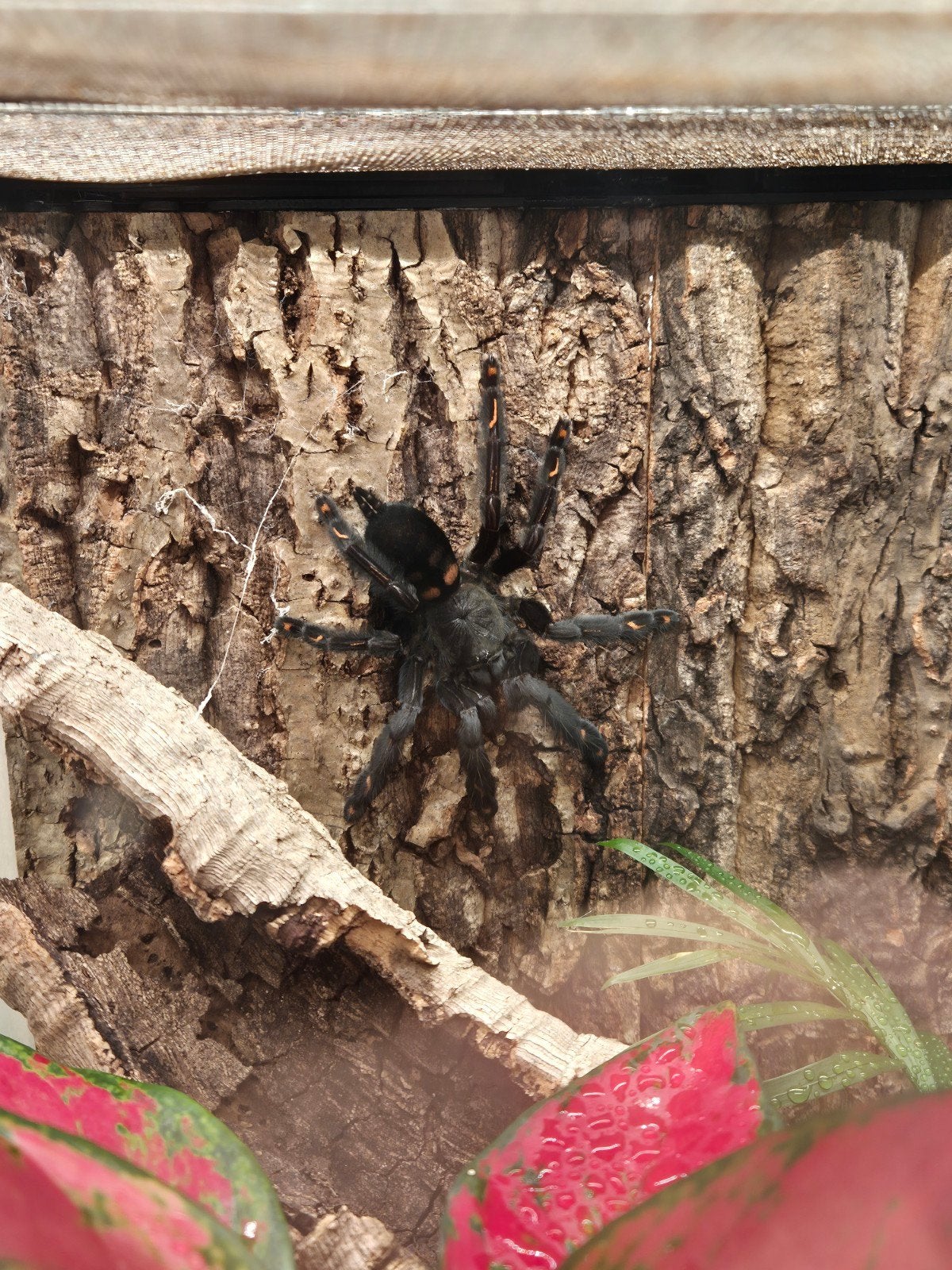 Psalmopoeus irminia vrouw 0.1 inclusief terrarium, Animaux & Accessoires, Araignée ou Scorpion