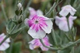 Lychnis Occulata, Ophalen, Halfschaduw