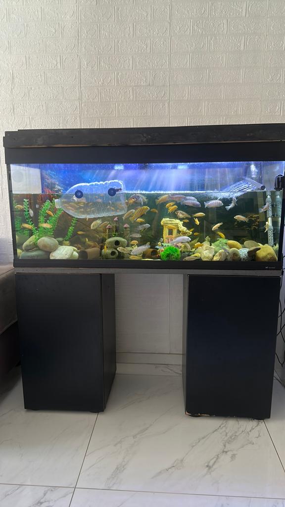 Cichlid, Ophalen, Zo goed als nieuw, Filter