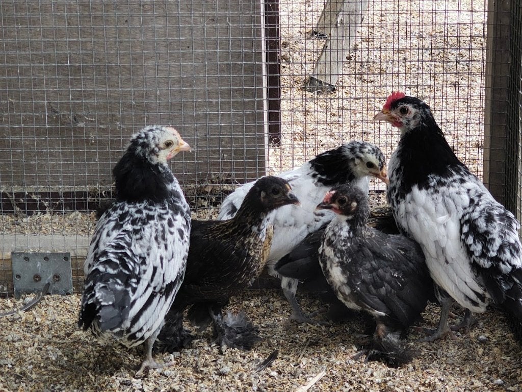 sierkippen spaanse witwang & lakenvelder, Dieren en Toebehoren, Meerdere dieren, Kip