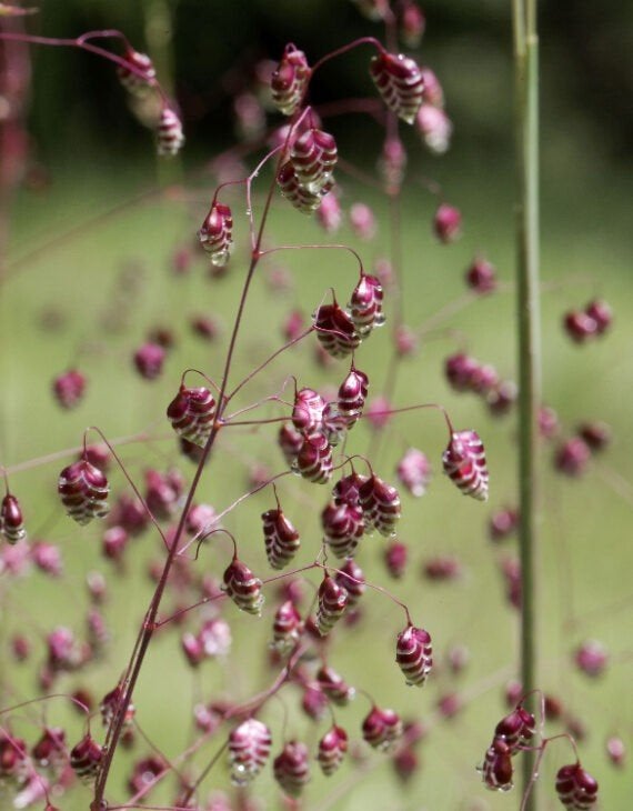 Briza Limouzi, Tuin en Terras, Ophalen