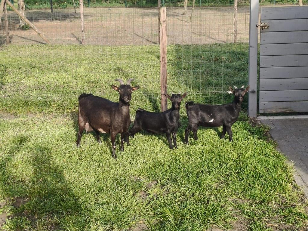 Dwerggeitje met haar 2 gecastreerde boklammetjes te koop, Dieren en Toebehoren, Schapen, Geiten en Varkens