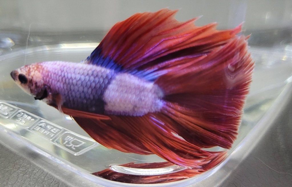 Hobbyaquarium Zon 4 okt 12/17u Betta Sp 35 op voorraad, Dieren en Toebehoren, Vis, Zoetwatervis