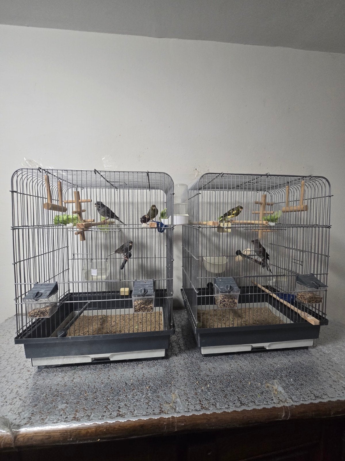 6 jonge kanaries - 5 zingende mannetjes en 1 vrouwtje, Dieren en Toebehoren, Mannelijk, Postuurkanarie