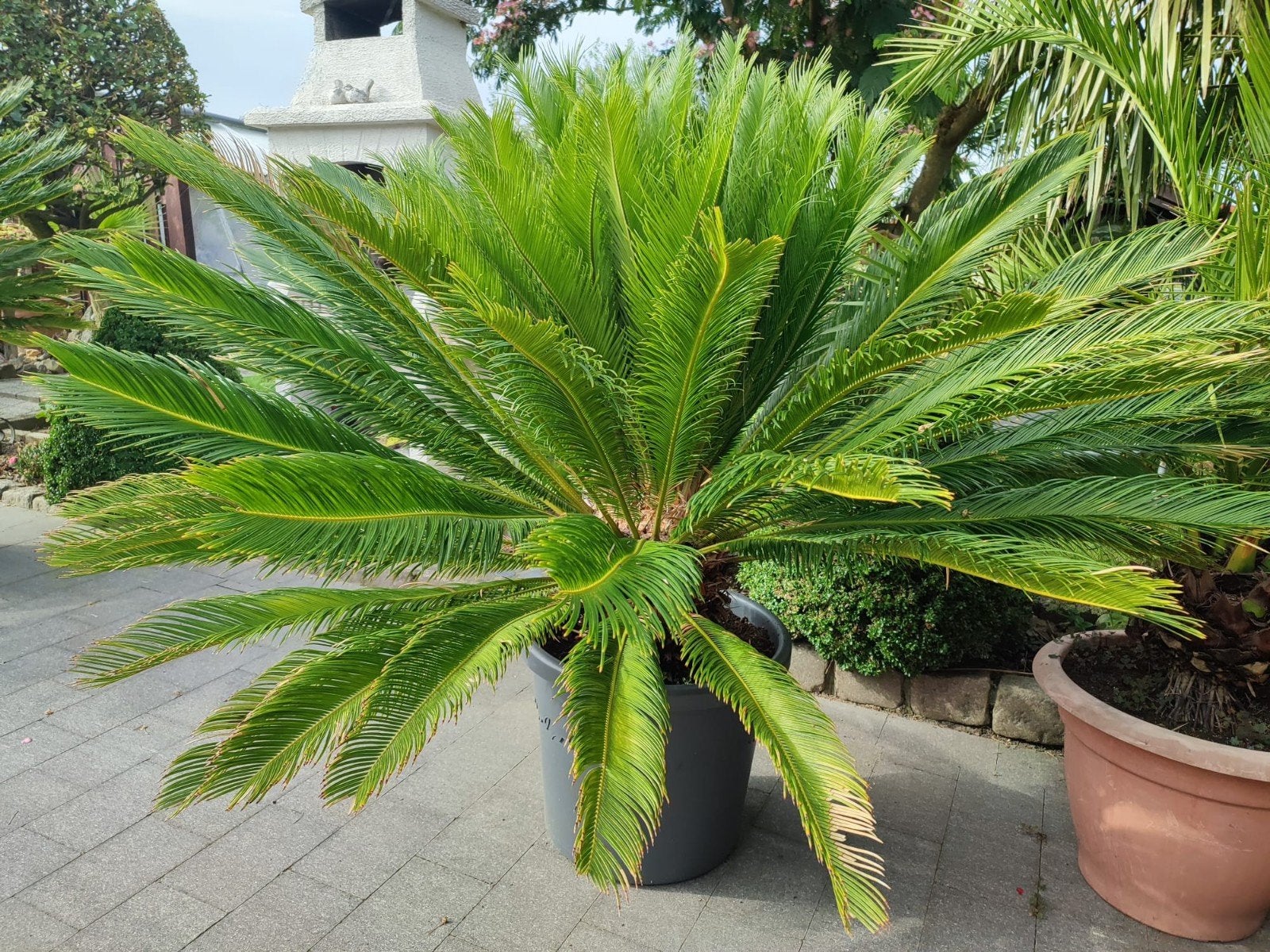 Cyca, Tuin en Terras, Planten | Tuinplanten, Ophalen