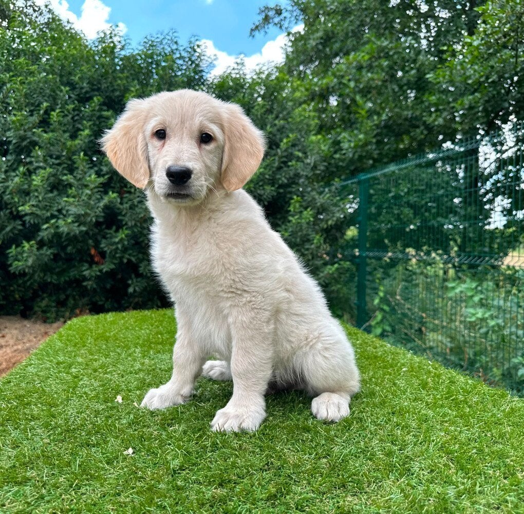 Golden Retriever pups, Golden retriever, België, 8 tot 15 weken, CDV (hondenziekte)