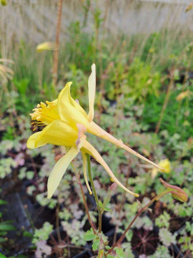 Aquilegia chrysantha, Ophalen