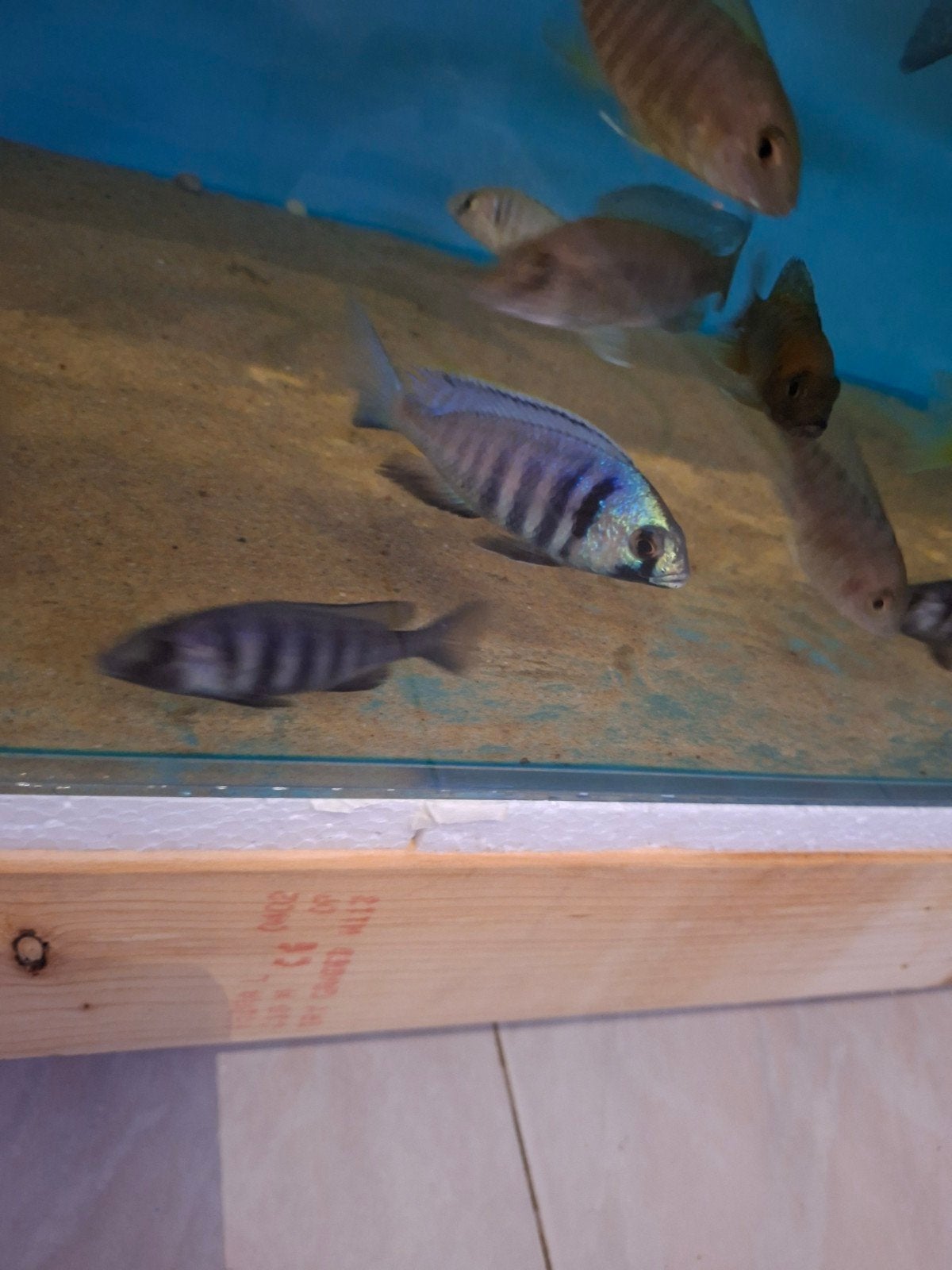 Cichlides malawi couple trio placido electra