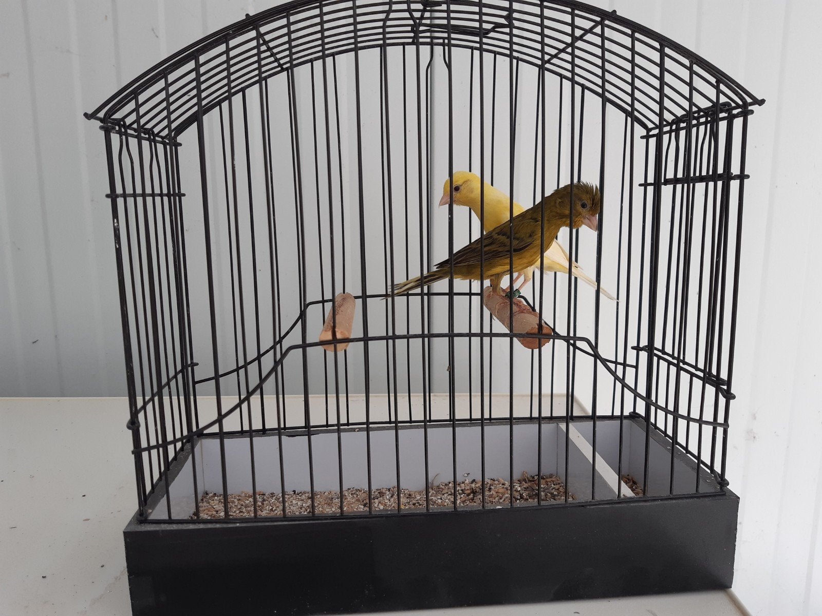raza kanaries (Spaanse dwergkanaries), Animaux & Accessoires
