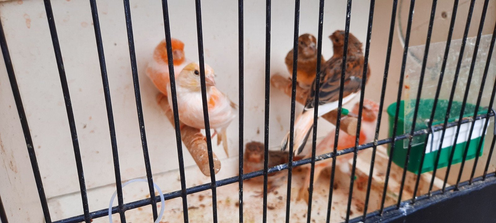 harlekijn kanaries, Dieren en Toebehoren, Vogels | Kanaries, Meerdere dieren, Kleurkanarie