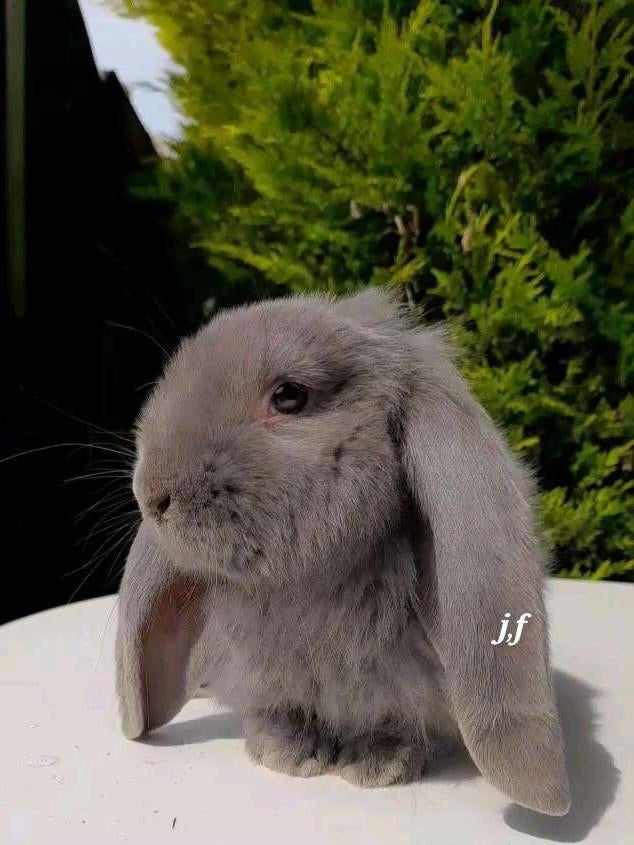 Raszuivere Franse hangoor konijnen beste omschrijving lezen, Dieren en Toebehoren, Konijnen, Groot, Hangoor