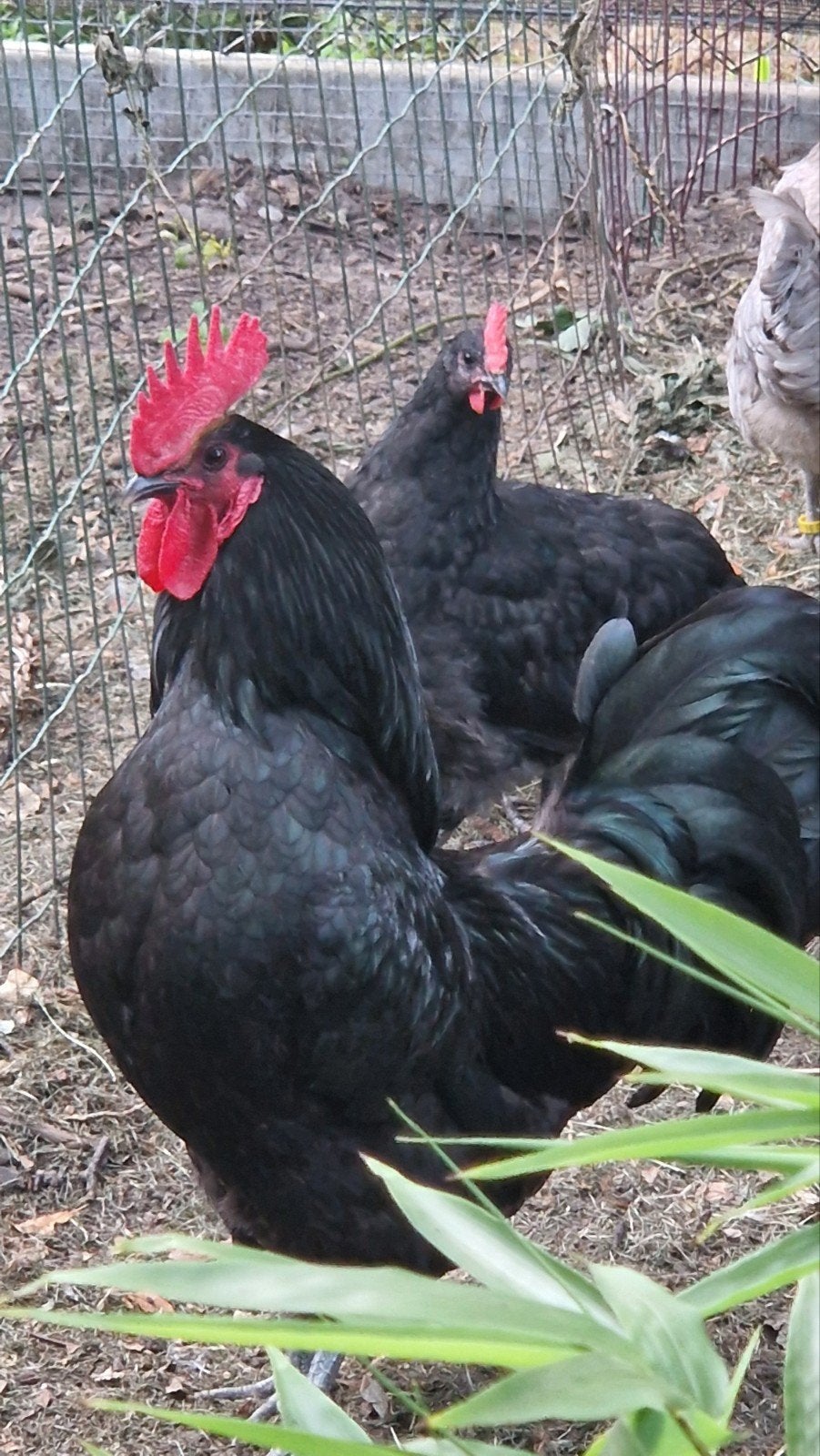 Hanen, Dieren en Toebehoren, Pluimvee
