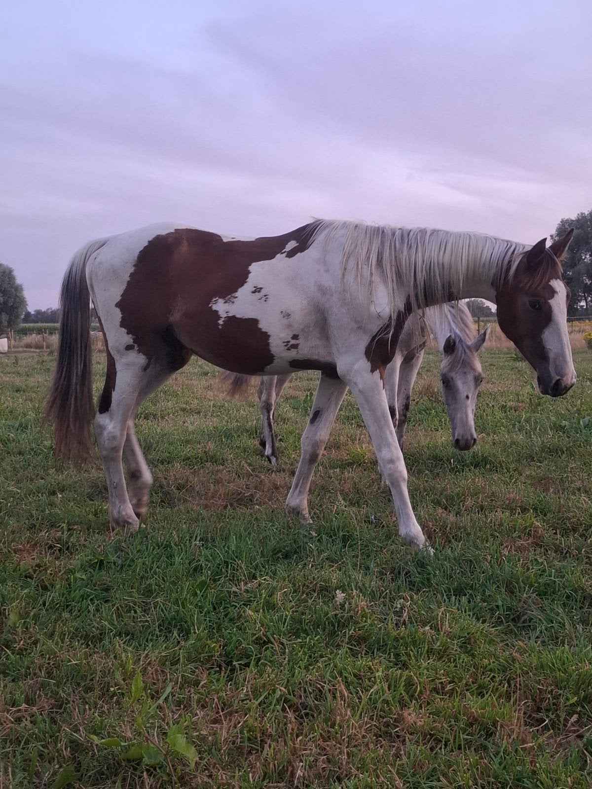 Bont springpaard, Hengst, Springpaard