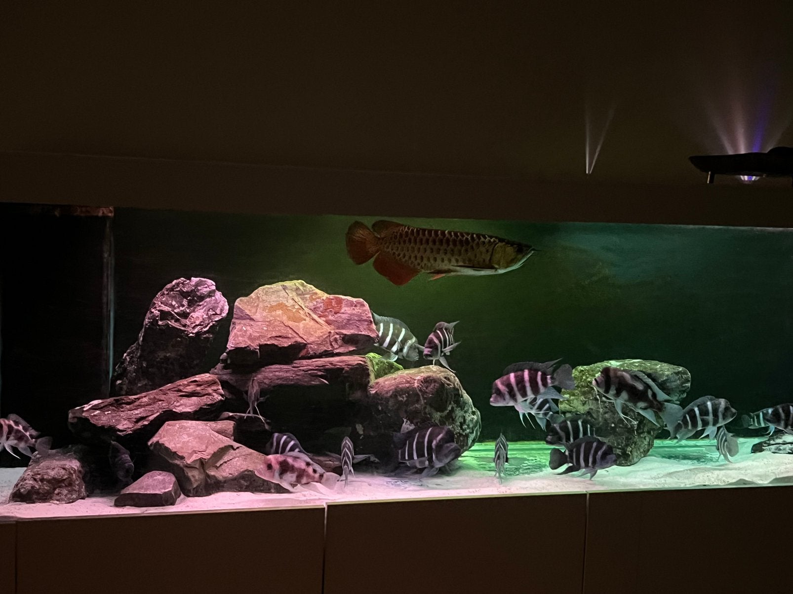 Aziatische arowana - Blue base, Poisson