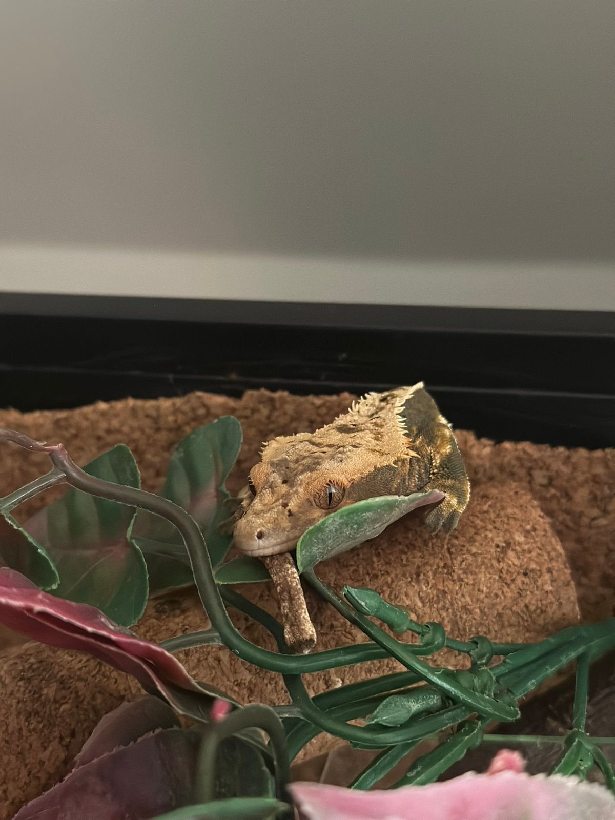 Terrarium met wimpergekko (m) + toebehoren, Dieren en Toebehoren, Ophalen, Gebruikt, Terrarium of Paludarium