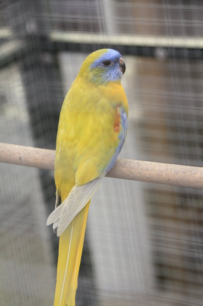 Turquoisine parkieten, Plusieurs animaux, Perruche, Bagué