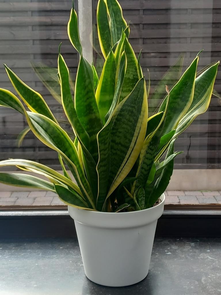 Sanseveria, Ophalen