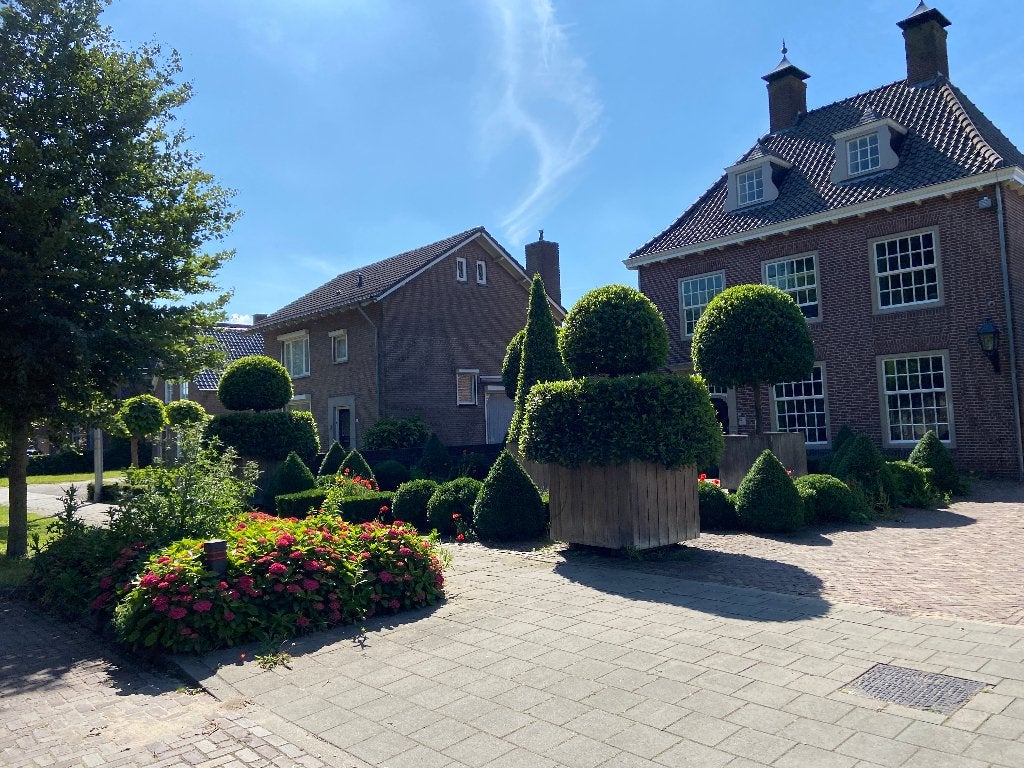Terras planten speciaal, Ophalen of Verzenden, Vaste plant, Volle zon
