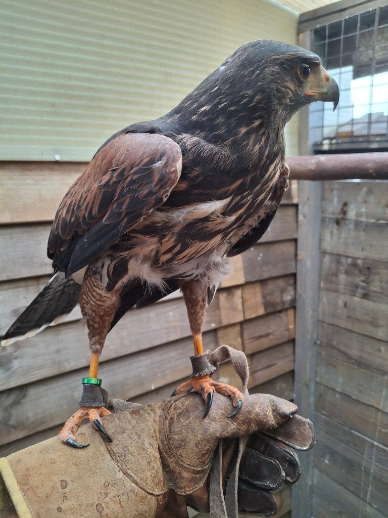 Woestijn buizer, Dieren en Toebehoren, Mannelijk, Roofvogel, Tam