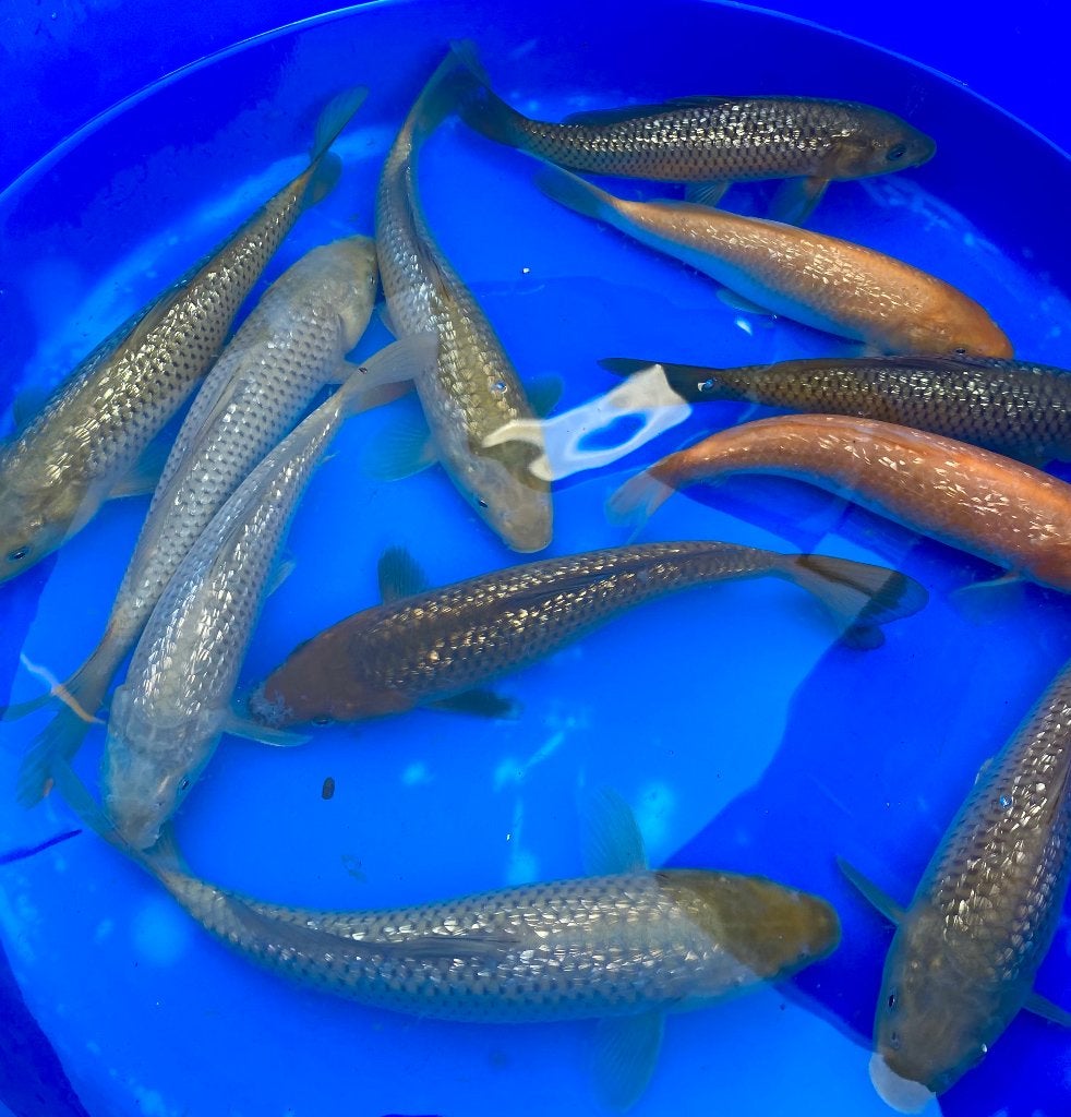 Jumbo Tosai Ginrin Chagoi, Karashigoi. Vache apprivoisée !, Animaux & Accessoires, Poissons | Poissons d'étang, Carpe ou Koï