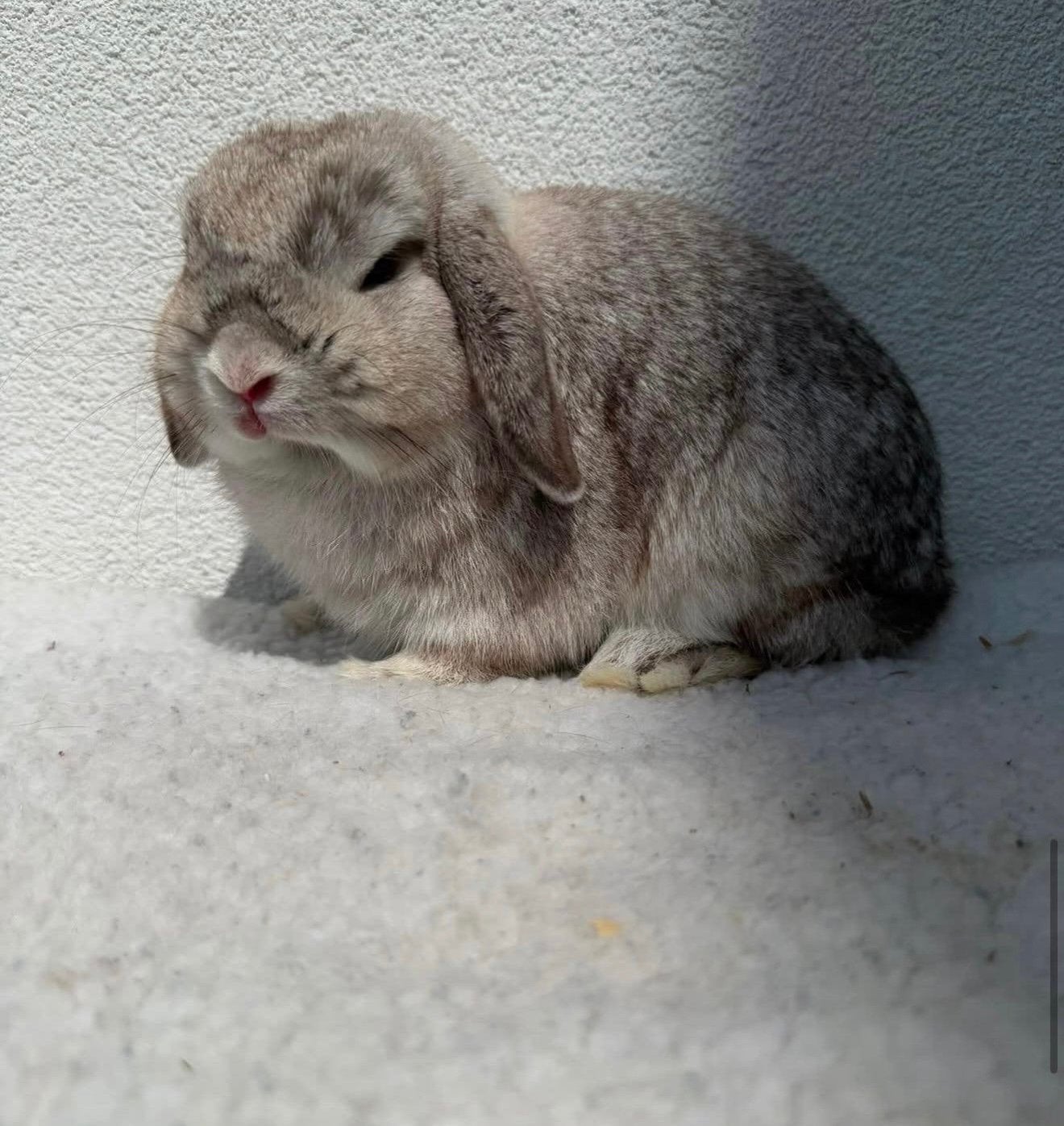 Minilop ram. Fokgeschikt en gevacineerd, Mâle, Nain, Oreilles tombantes, 0 à 2 ans