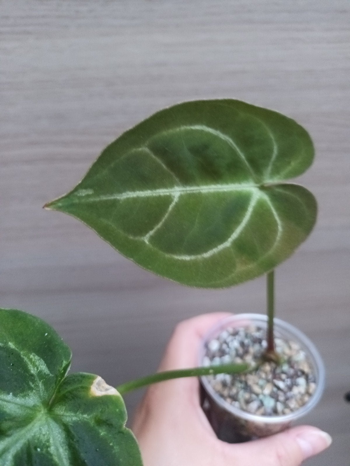 Anthurium papillilaminum x warocqueanum, Huis en Inrichting, Ophalen of Verzenden