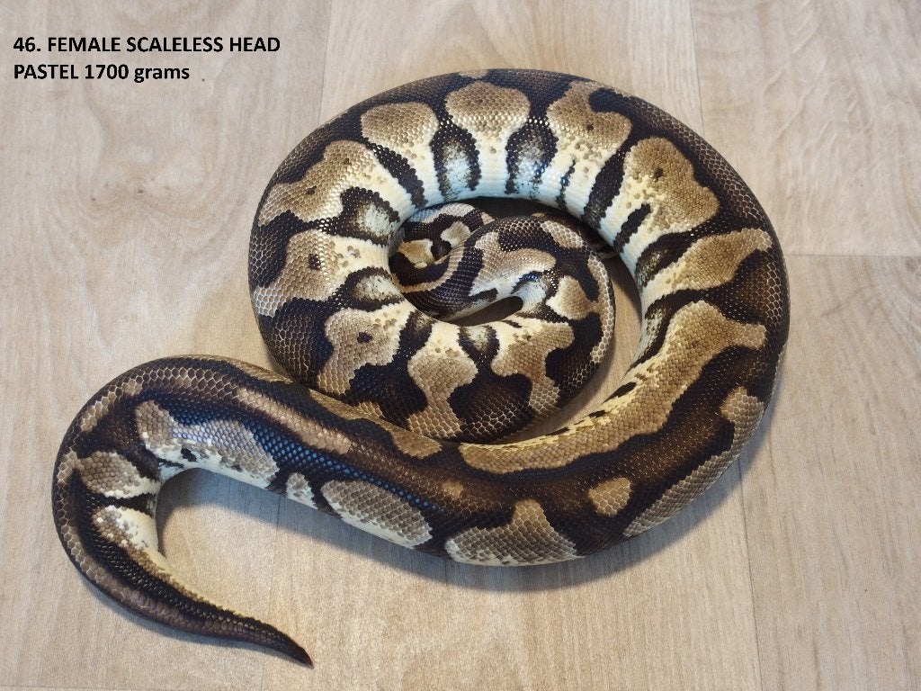 Koningspythons halfwas en volwassen kweekdieren deel 2 Ball Python photo 23