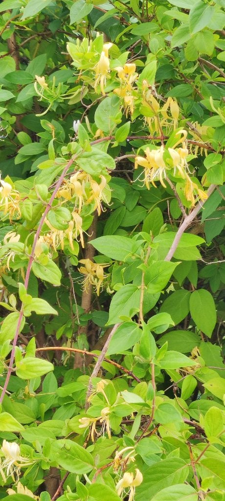 Chévrefeuille, Tuin en Terras, Planten | Tuinplanten, Ophalen, Volle zon, Vaste plant, Klimplanten