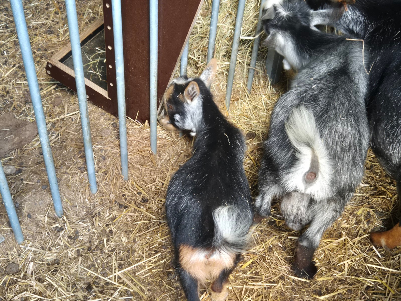 dwerggeit blauwschimmel tan mieke, Dieren en Toebehoren