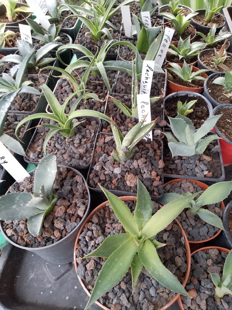 diverse agaven, Tuin en Terras, Planten | Tuinplanten, Ophalen