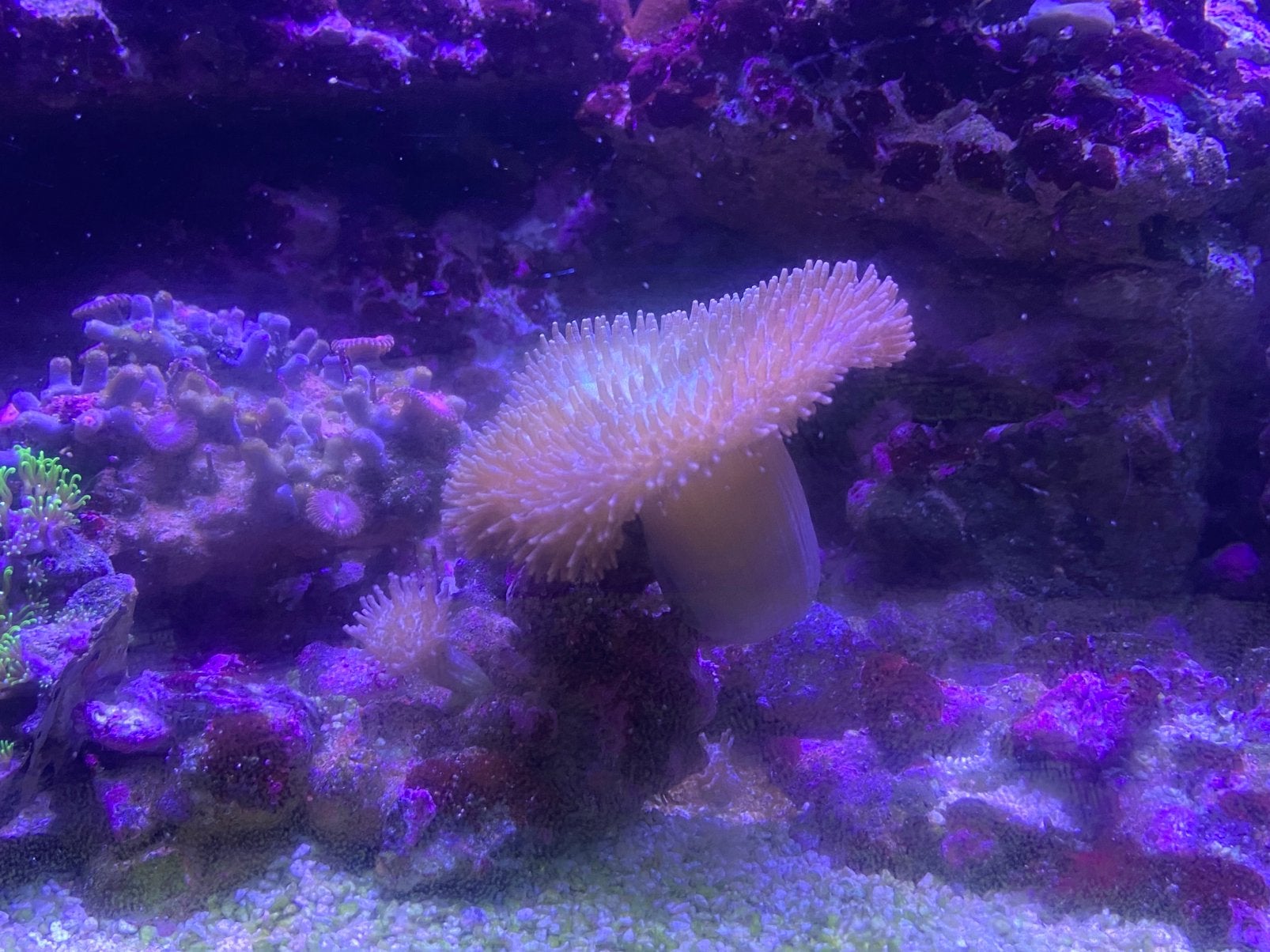 Champignon pour aquarium marin, Poisson de mer