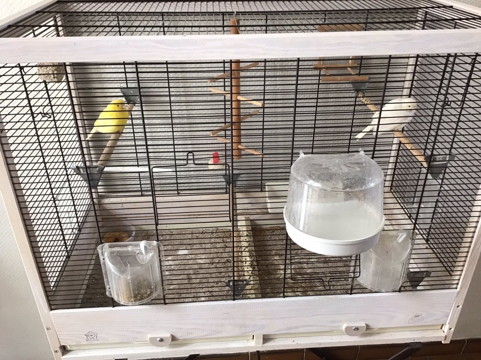 Twee kanaries met kooi, Dieren en Toebehoren, Ophalen, Hout, Vogelkooi