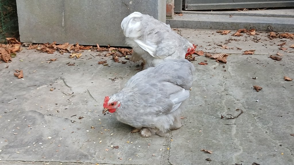 haantjes, Mâle, Poule ou poulet