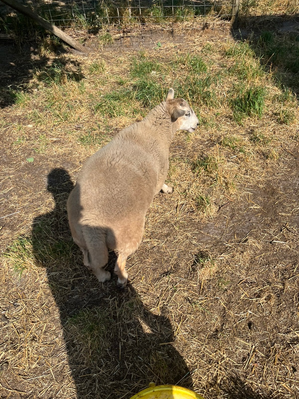 Texel schoonebeker lamrammen, Mannelijk, Schaap, 0 tot 2 jaar