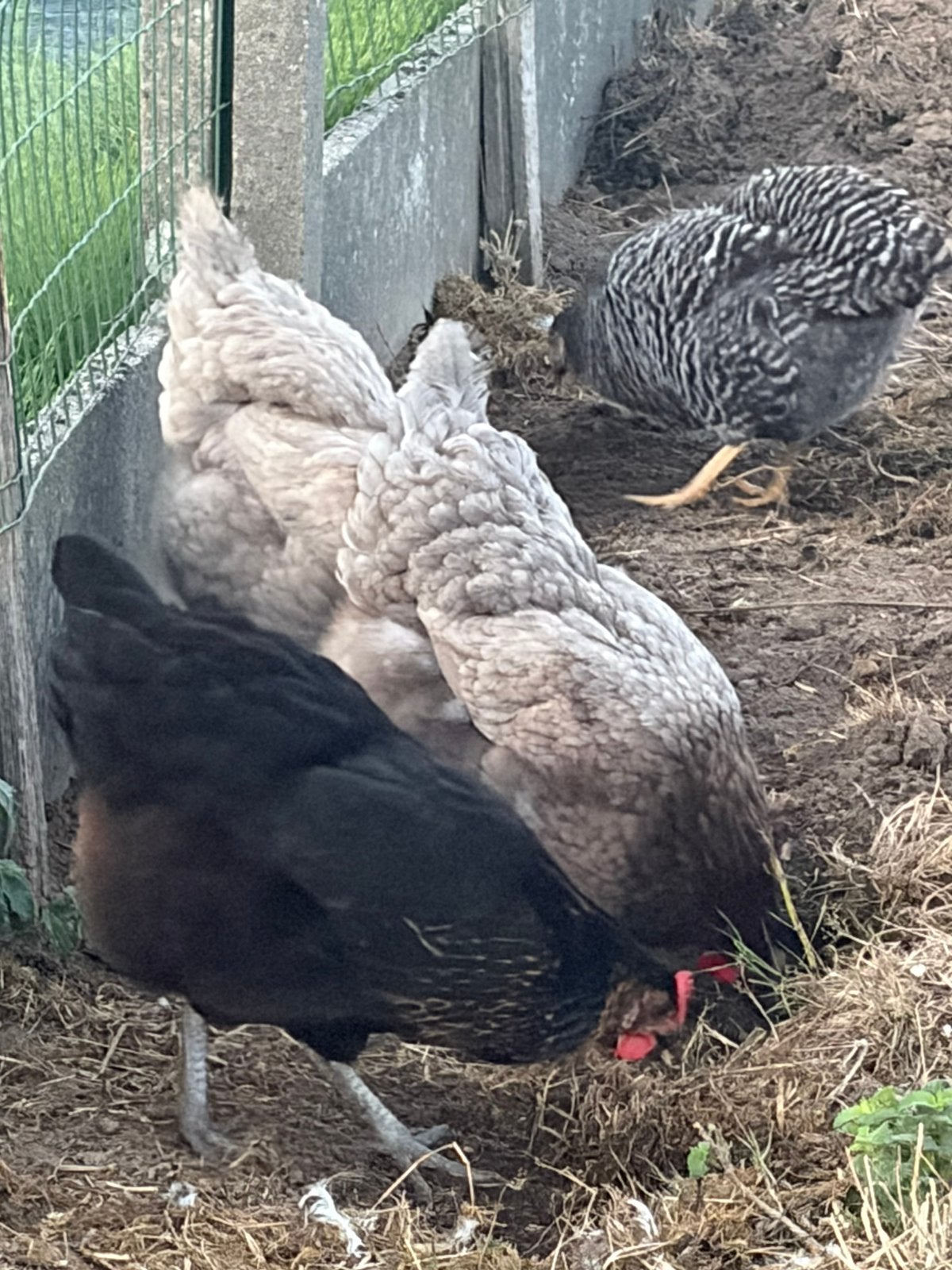 Bue the landes hen, Vrouwelijk, Kip
