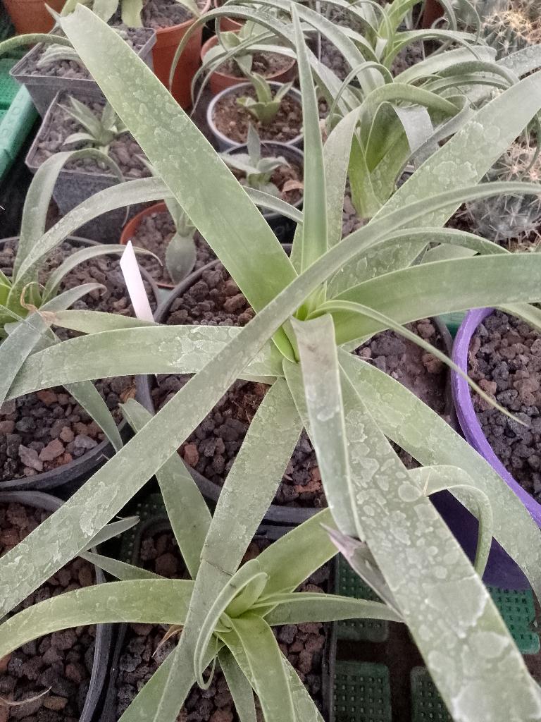 agave bracteosa, Jardin & Terrasse, Enlèvement
