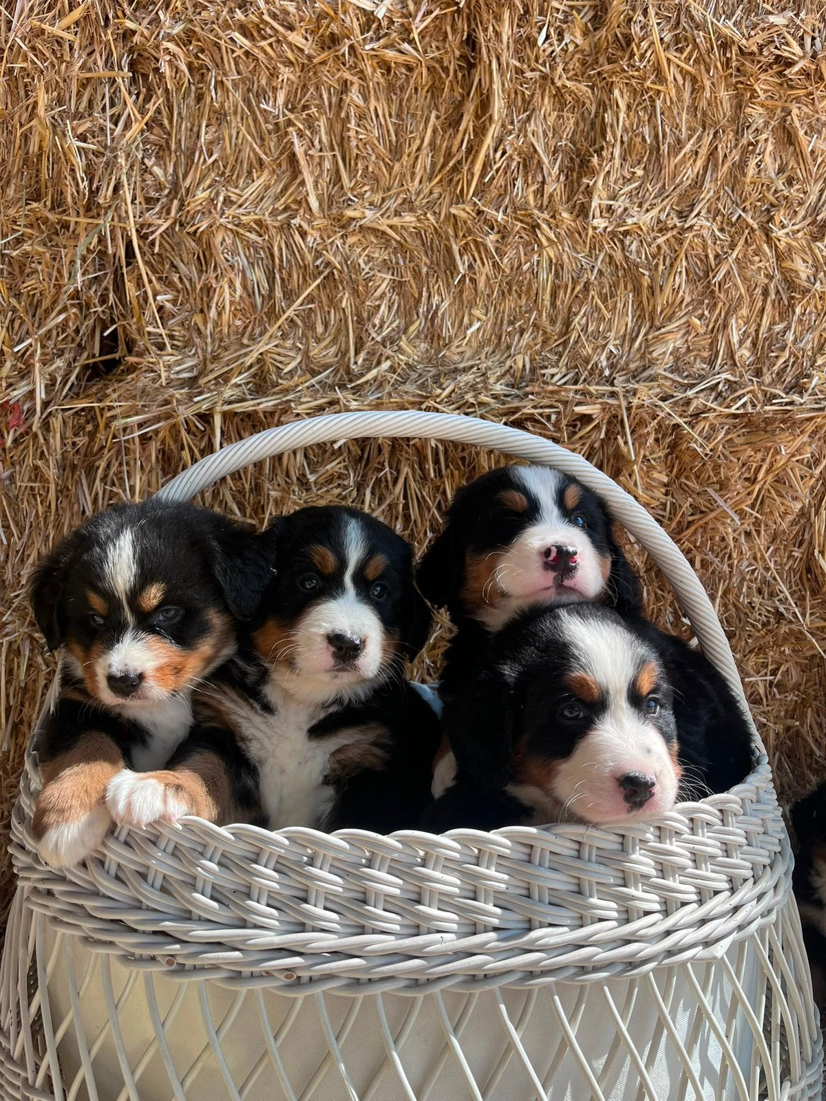 Berner sennen pups, België, Meerdere, Meerdere dieren, Fokker | Professioneel