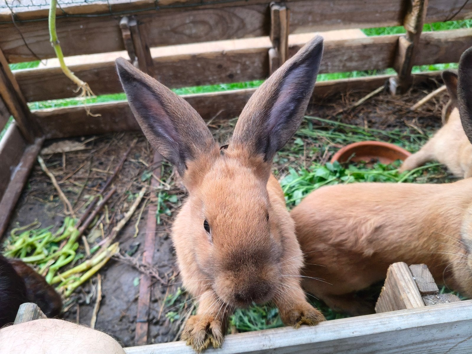 Jonge konijnen, Dieren en Toebehoren, Konijnen