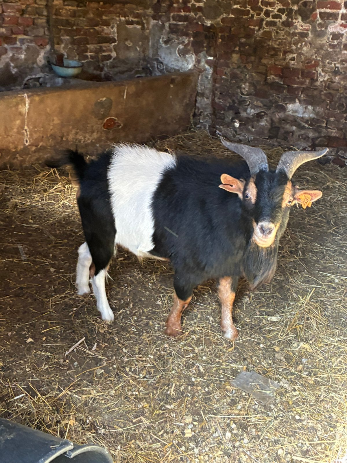 Mooie geit bok, Dieren en Toebehoren, Geit