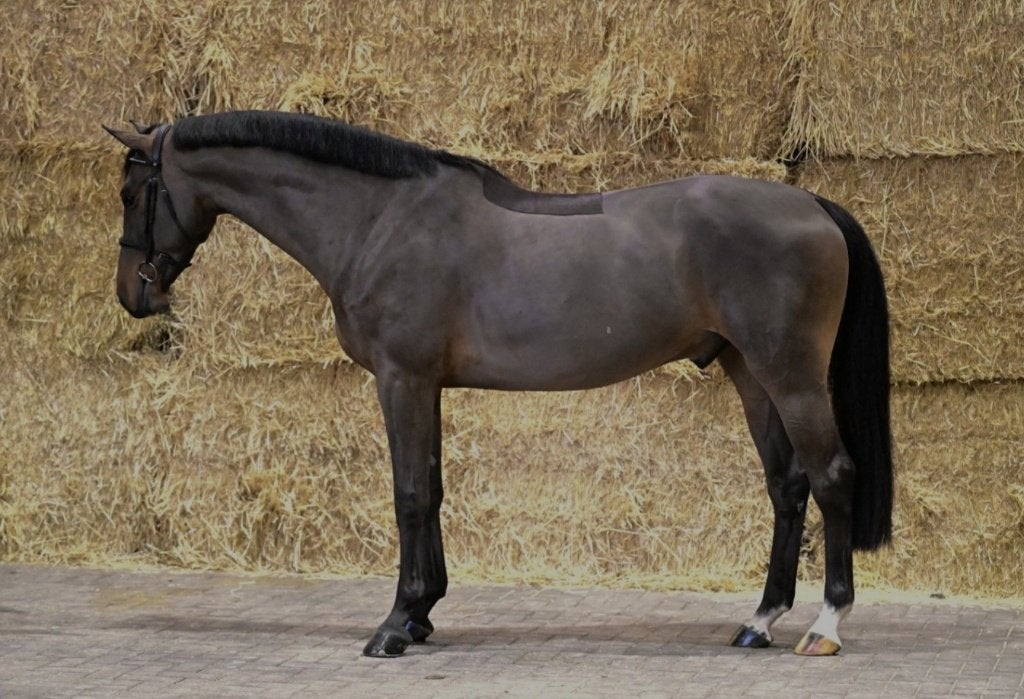 GEZOCHT springpaarden van 4 tot 13 jaar, Dieren en Toebehoren, Springpaard, Ruin, L, 7 tot 10 jaar