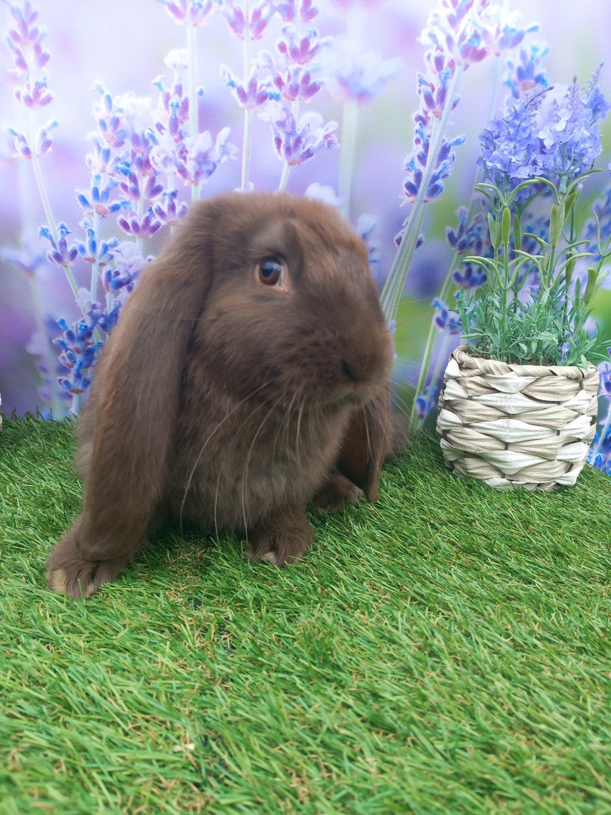 Franse hangoor, Animaux & Accessoires, Lapins, Grand, Mâle, 0 à 2 ans, Oreilles tombantes