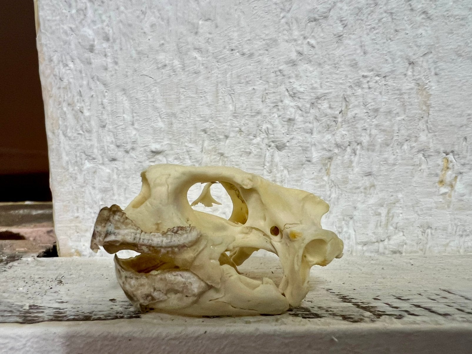 Schedel schildpad, Ophalen of Verzenden, Zo goed als nieuw, Schedel