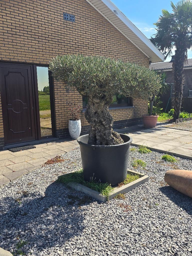 Olijfboom, Bloeit niet, Olijfboom, 250 tot 400 cm, Ophalen