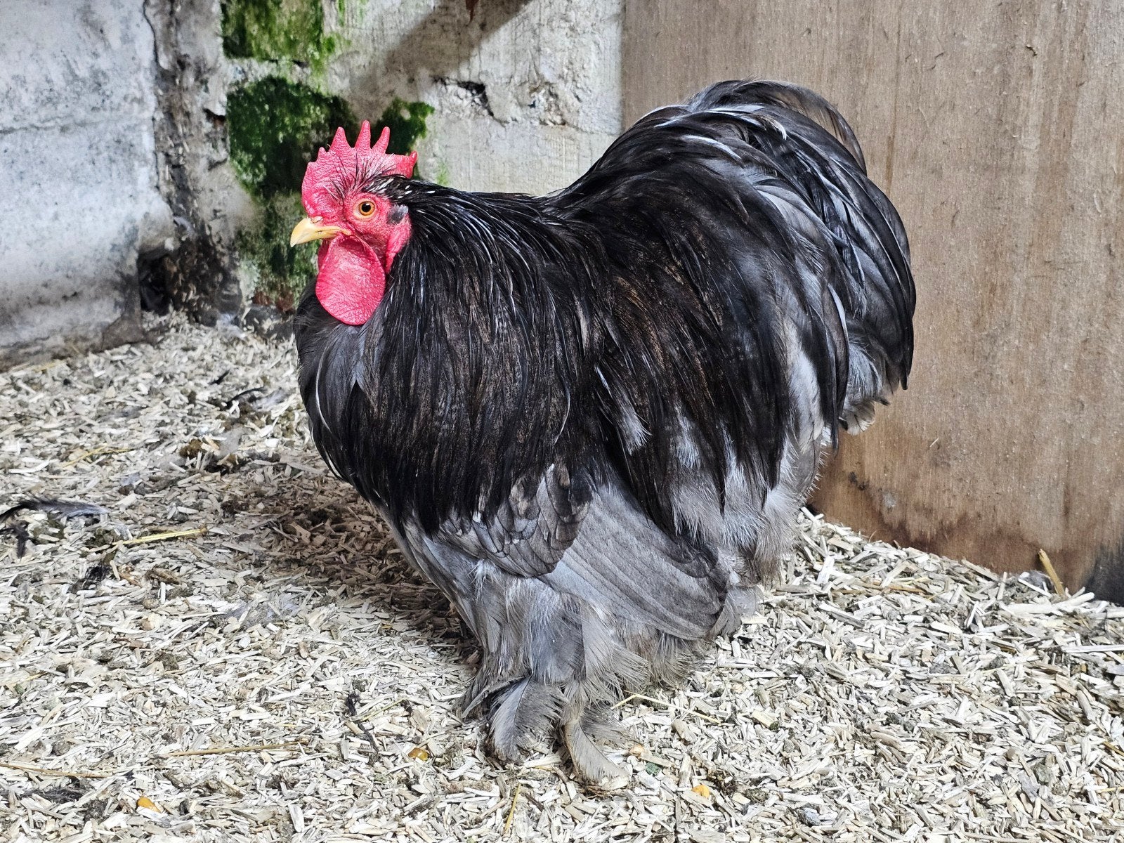 Cochinkriel 2025, Dieren en Toebehoren