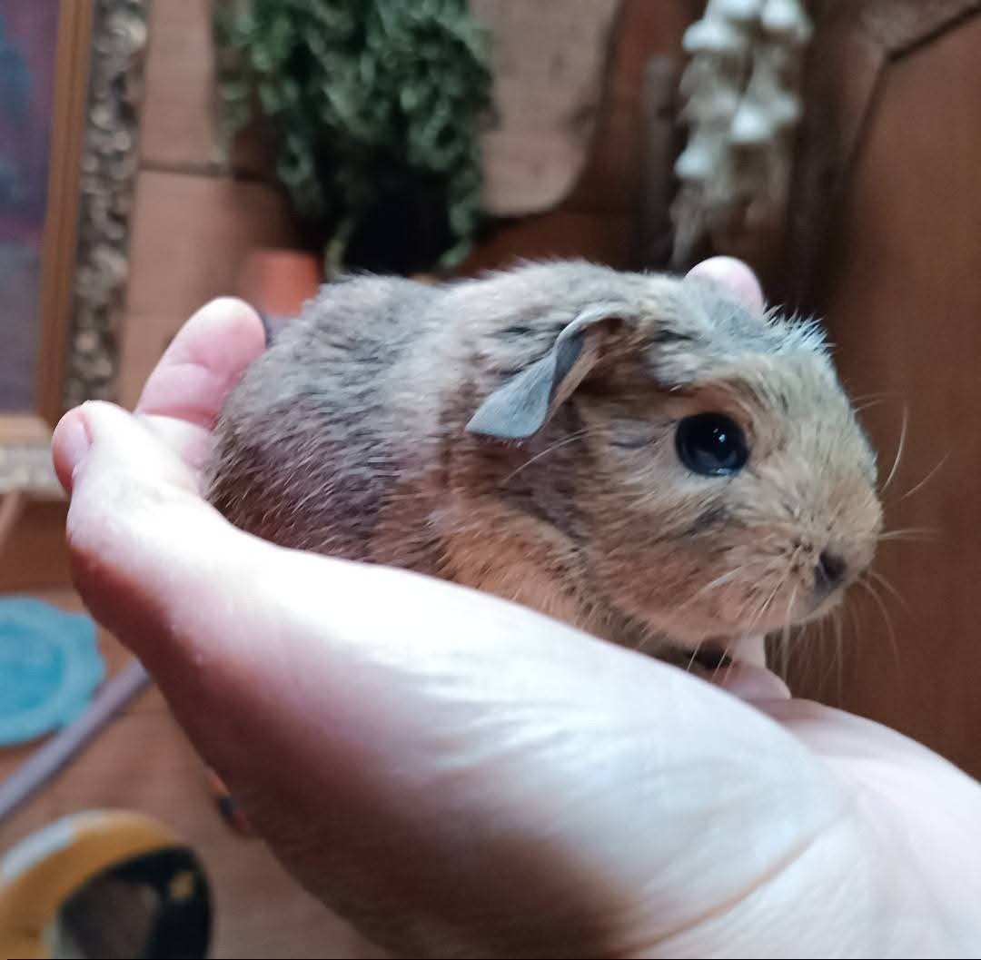Een jong zeugje., Dieren en Toebehoren, Knaagdieren, Augustus, Vrouwelijk, Cavia